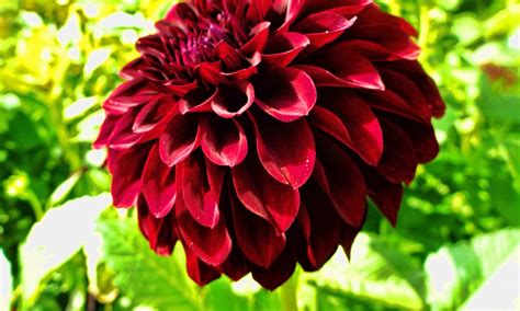 Dahlia Flower Hd Wallpapers