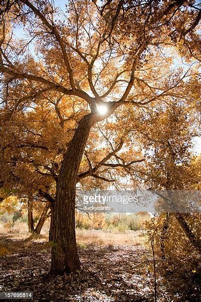 Cottonwood Tree In Fall New Mexico Usa Photos And Premium High Res