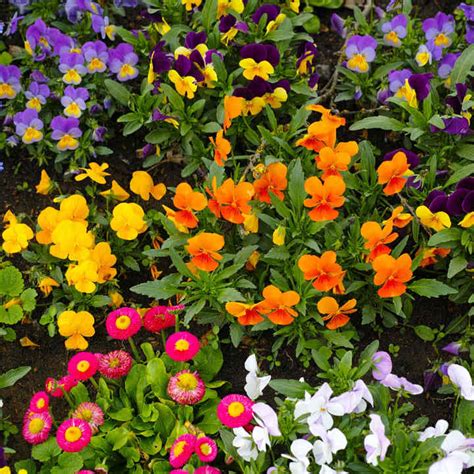 Top 10 Winter Bedding Plants Add Colour To Your Winter Garden