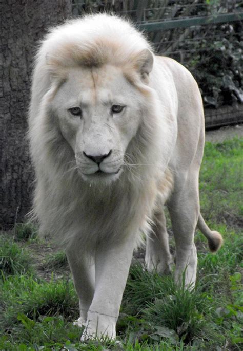Our Beautiful World White Lion