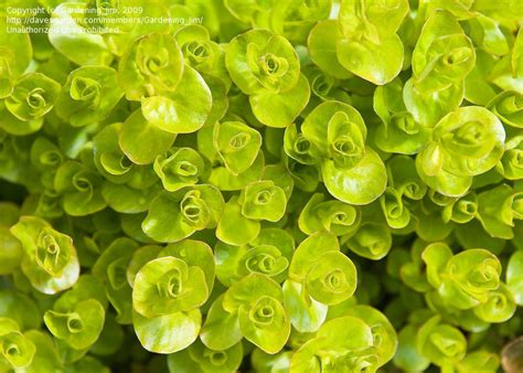 If you want a piecey, razored bob like this one, show your stylist pictures to more easily communicate the type of layering you want. PlantFiles Pictures: Lysimachia, Creeping Jenny, Moneywort ...