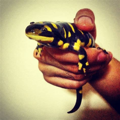 My Tiger Salamander Tiger Salamander Salamander Pets