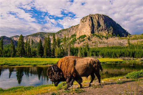 Bison Madison River Yellowstone Park Wyoming 2013 Nature Photography