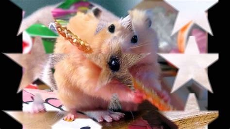 Hampton The Hampster The Official Hamster Dance Song Youtube
