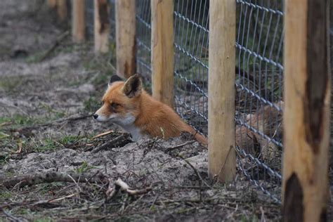 Foxes In The Henhouse Heres How To Protect Your Chickens From Foxes