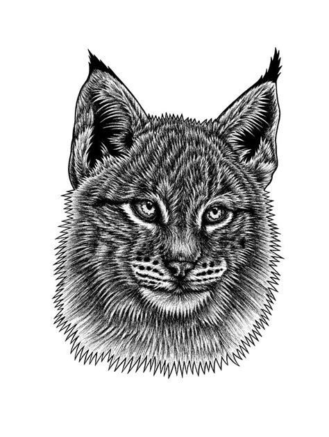 Eurasian Lynx Kitten Drawing By Loren Dowding Fine Art America