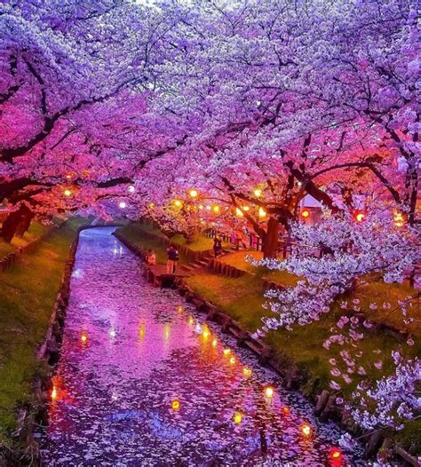 Amazing Places To See Cherry Blossoms In Japan Travel Notes And Guides Trip Com Travel Guides