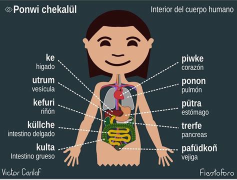 Ponwi Chekalül Órganos Internos Educacion Y Cultura Interior Del