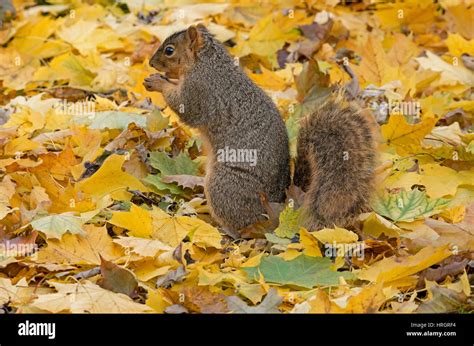 Eastern Fox Squirrel Bryants Fox Squirrel Sciurus Niger Autumn