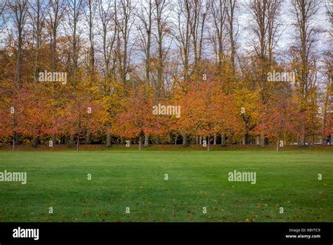Autumn Trees In Cambridge Uk Stock Photo Alamy