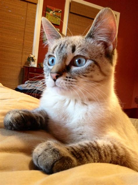 The lynx point siamese cat is said to be formed with the mating of a colourpoint cat to a tabby cat. Siamese Cat Lynx Point - Best Cat Wallpaper