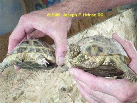 Russian Female And Male Russian Tortoise Female Tortoise