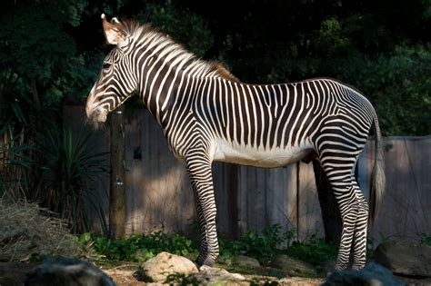 7 Facts To Celebrate International Zebra Day Smithsonians National