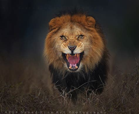 Angry Lion Photos
