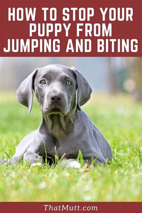 It is important to teach stop your puppy from biting and save your skin and clothes! How to Stop a Puppy From Biting | Dog training, Puppy ...