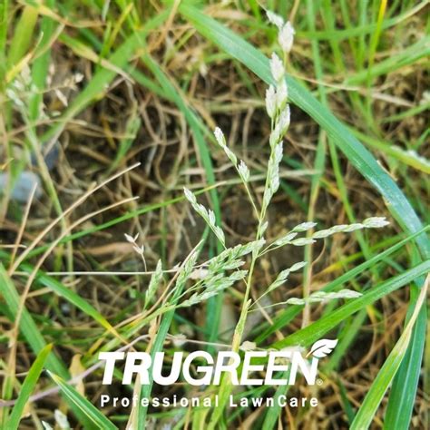 Why Is Annual Meadow Grass So Damaging To Your Lawn