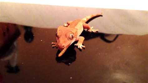 Crested Gecko Marley Feeding Time Youtube