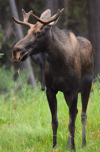 Moose Banff Np Alberta Moose On Bow Valley Parkway Ba Flickr