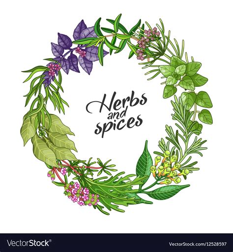 Download Circle template with type spices and herbs Vector Image