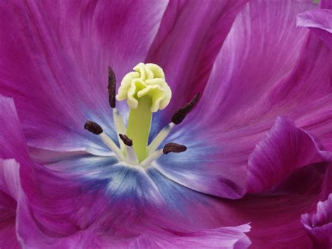 Archivo de fuentes de descarga gratuita. FLORES: FONDOS DE PANTALLA | Plantas rioMoros
