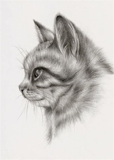 32 Easy Cat Drawing Ideas Realistic Cat Drawing Realistic Animal