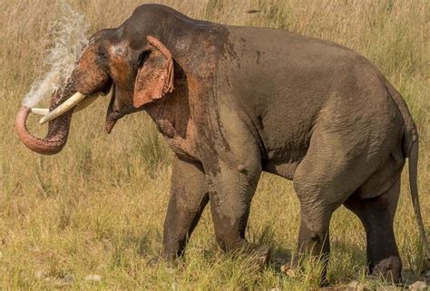 Elephant Found Dead In Odishas Angul Tusks Missing