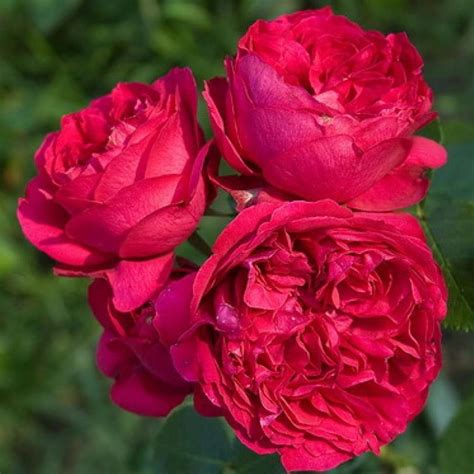 Eric Tabarly Red Eden Rose Trandafir Urcator Catarator De La