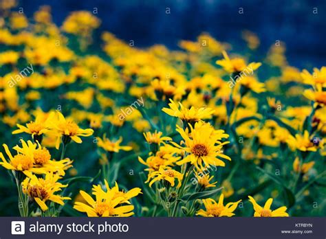 Download This Stock Image Yellow Wildflowers In Glacier National Park