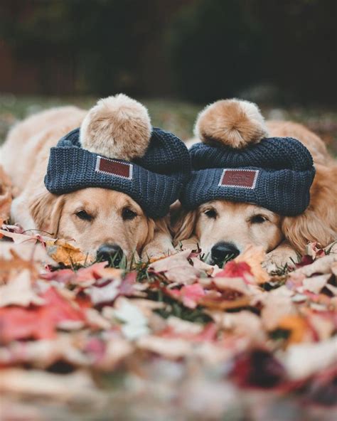 A christmas tree with lights is in the background. golden retriever | Puppy hats, Puppy paws, Puppies