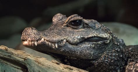 Crocodile in the kitchen book. West African Dwarf Crocodile · Tennessee Aquarium