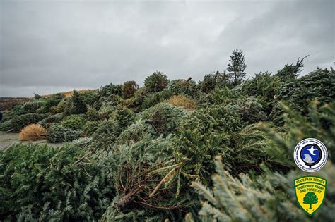 Nj Park Hoped To Get 200 Old Christmas Trees To Build Sand Dunes