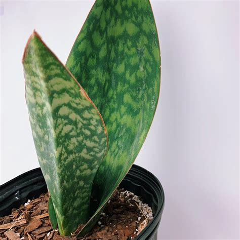 Standard snake plant care applies to this plant! Sansevieria Masoniana 'Whale Fin' 10" in 2020 ...