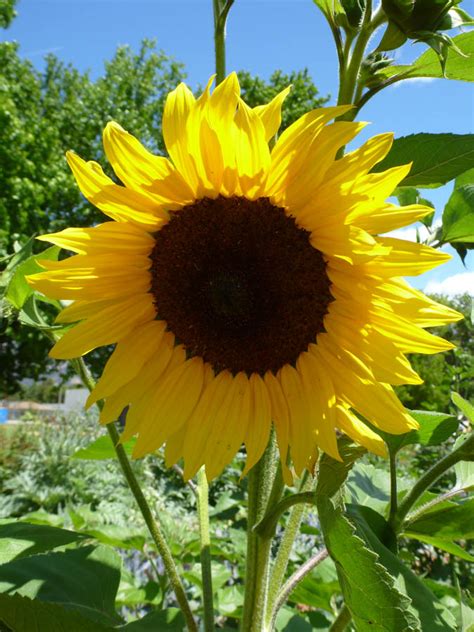 Space them roughly 6 inches apart. Watering Sunflowers for Maximum Seed Production