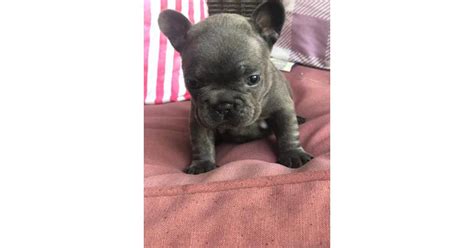 I love mini french bulldogs. The Expert's Guide: Potty Your Training French Bulldog Puppy