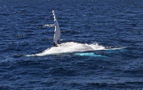 Best Time For Whale Watching In Western Australia 2024 Roveme