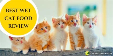 Sugar and salt have been utilised from time immemorial to preserve food products and solutions. Best Wet Cat Foods You Can Feed Your Cat | Cat food, Wet ...