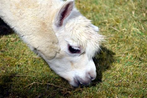 Free Picture Head Fur Lama Animal Daylight Grass Food