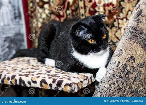 Beautiful Black Scottish Fold Cat Stock Photo Image Of Close