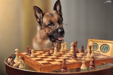 Many memes were collected and then voted on by the chess.com staff, and 20 made the final cut. Funny, chess, sheep-dog, german - Dogs wallpapers: 1920x1272