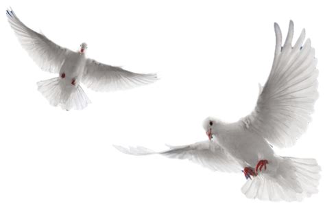 Download Transparent Holy Spirit Dove Png White Doves Flying Png Pngkit