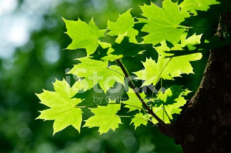 Green Maple Leaves Stock Photo Royalty Free Freeimages