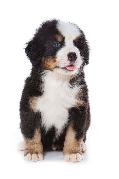 Bernese Mountain Dog Puppies Animal Facts Encyclopedia