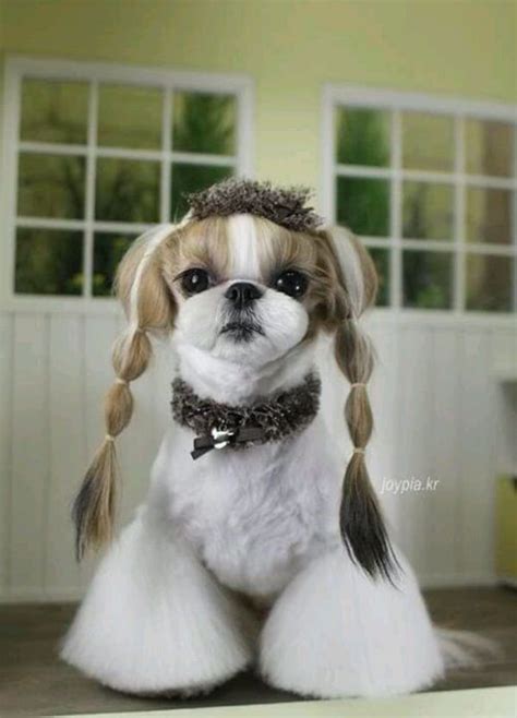 30 Awesome Dog Grooming Styles In 2022