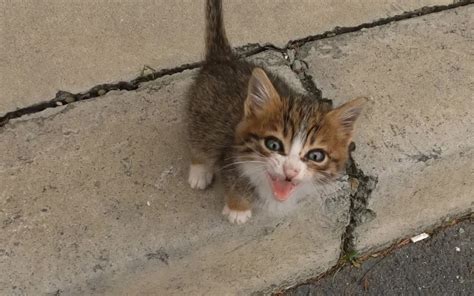 救助一只被卡住的小奶猫