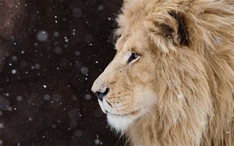 Download Wallpapers Lion Winter Snow Predators Wildlife Lions