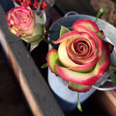 Cheapest place to buy flowers to plant near me. San Francisco Flower Mart - 321 Photos & 140 Reviews ...