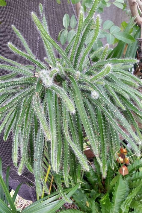 If you can figure it out, you'll probably never lose another fat. Succulent Hanging Baskets - Selenicereus hamatus Hanging ...