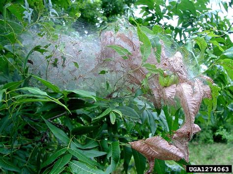 Do an inspection of your exterior walls and basement walls. What Is Making Webs in My Tree? | North Carolina ...