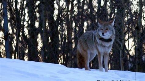 Calgary Coyote Researchers Need Help Monitoring Urban Dens Cbc News