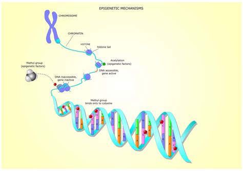 What Can Epigenetics Tell Us About How Were Aging